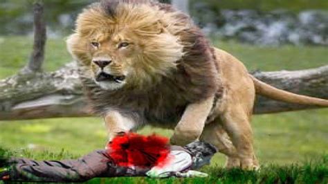 Most Shocking Lion Attack On Human Part #10 | Lion Attack Man Real ...