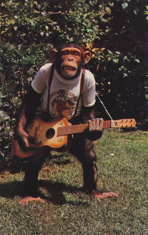 playing guitar | Monkeys funny, Monkey pictures, Cute monkey