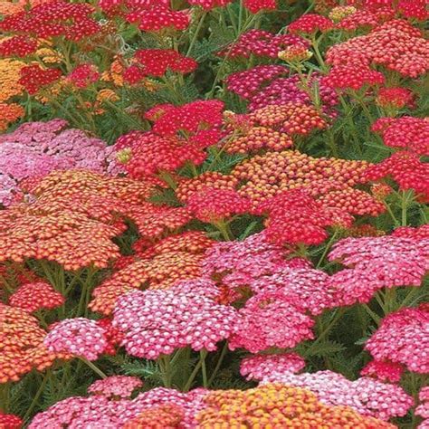 Bright Color Yarrow Seeds for Planting (50 Seeds) - Achillea ...