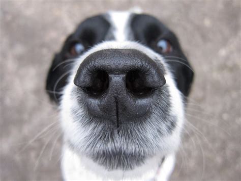 Signs of an Unhealthy Dog Nose: What to Look for