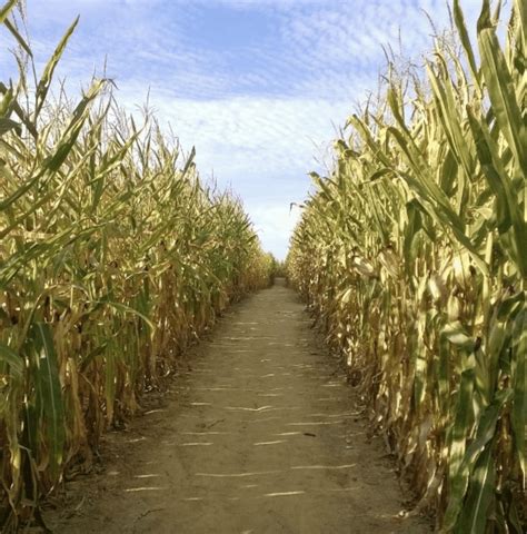 11 Festive Corn Mazes in Ohio to Explore This Fall