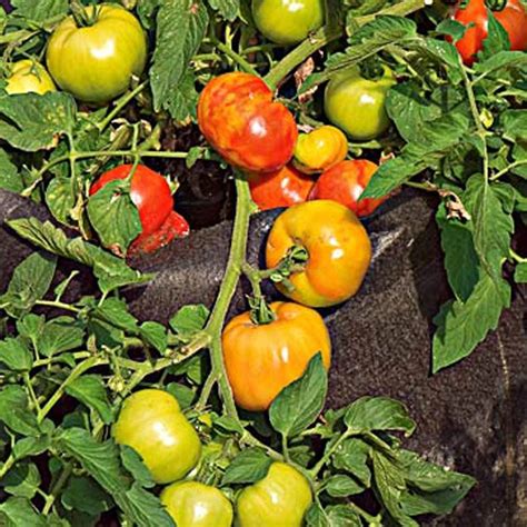 How Many Early Girl Tomatoes Per Plant? Discover the Optimal Yield ...