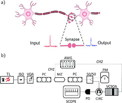 (a) Illustration depicting the synaptic connection between two neurons ...