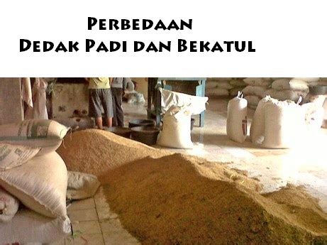 Perbedaan Dedak Padi Dan Bekatul - Ilmu Ternak