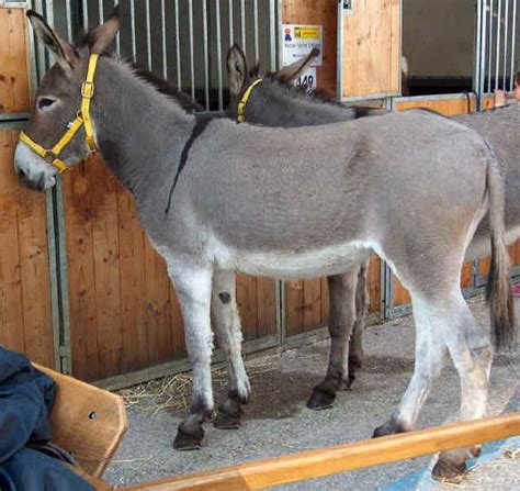 Italian breeds of donkeys: The Donkey of Amiata