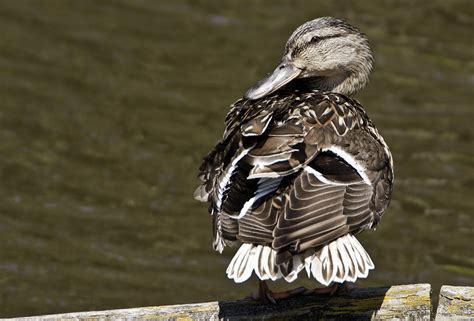 Mallard Duck preening feathers - Ed O'Keeffe Photography