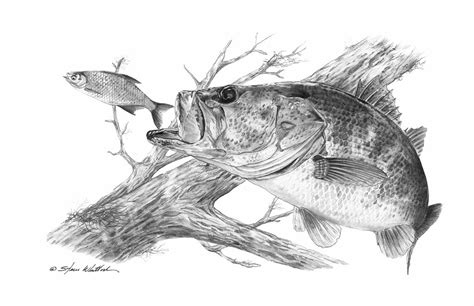 Pencil Art | Ambush Largemouth Bass | Steve Whitlock Game Fish Art – Steve Whitlock Game Fish ...