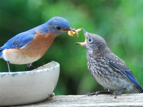 Male Eastern Bluebird Feeding a Fledgling | Backyard Suwanee… | Flickr