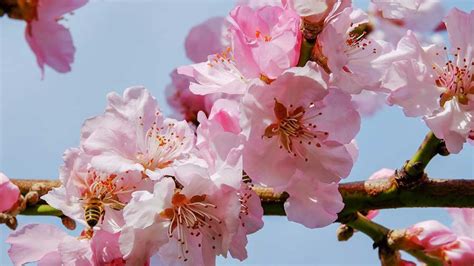 Macon Cherry Blossom Festival 2023 | Tickets Dates & Venues – CarniFest.com