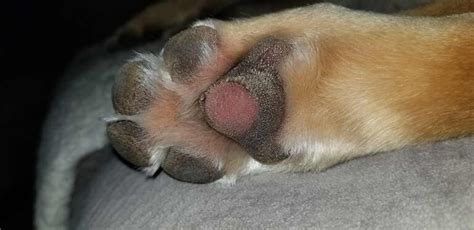 Dog Paw Infections and Issues: Pictures & Vet Advice