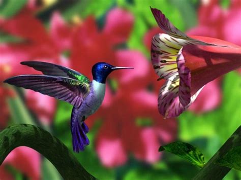 🔥 [48+] Hummingbird Screensavers and Wallpapers | WallpaperSafari