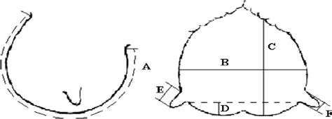 Direct measurements performed on the udder and each mammary gland of ...