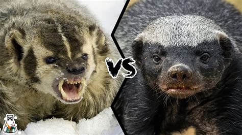 American Badger vs Honey Badger - Which is Tougher and Could Win a ...