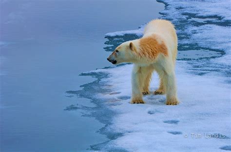 Polar bear after successful hunt | sea ice near North Pole | Doc Landis Photography