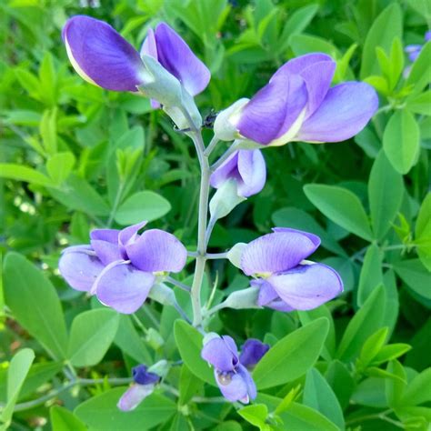 Baptisias: Plant Care and Collection of Varieties - Garden.org