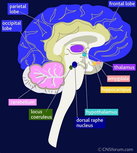 Brain Anatomy Amygdala Hippocampus