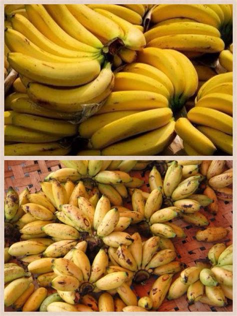 Bananas - Lakatan and Latundan | Pinoy food, Banana fruit, Filipino recipes