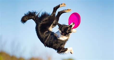 Dog Frisbee Competition | High-Flying Disc Dogs | Canine Sports