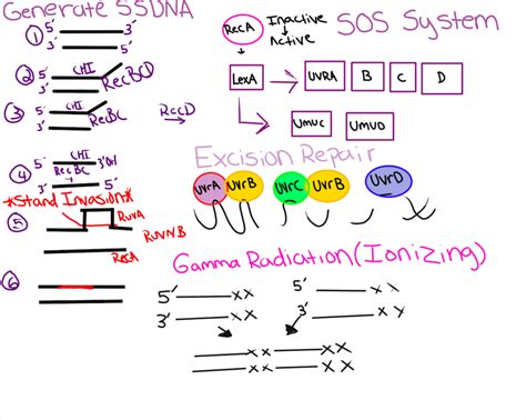 #8-Bacterial Genetics (1/2) Diagram | Quizlet