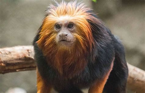 Golden-Headed Lion Tamarin | The Animal Facts | Appearance, Diet