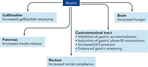 | Main biological functions of motilin. The main production site of... | Download Scientific Diagram