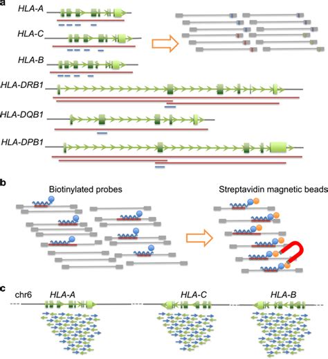 Preparation of HLA gene fragments for the DNA library. DNA fragments of... | Download Scientific ...