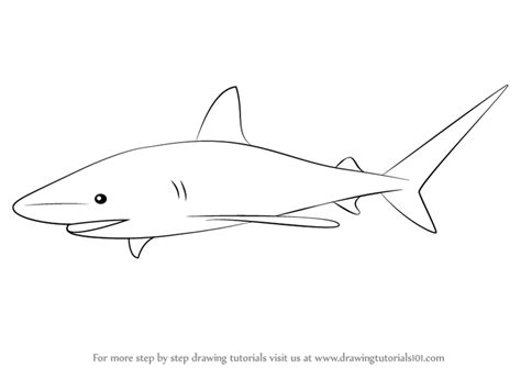 Learn How to Draw a Bull Shark (Fishes) Step by Step : Drawing Tutorials