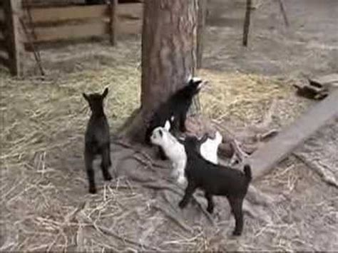 Baby Goats Playing - YouTube