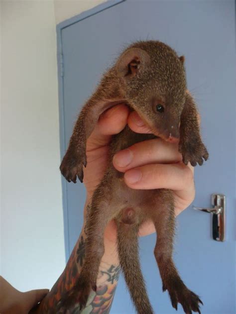 Spotlight on: Cute Baby Mongooses - Baby Animal Zoo