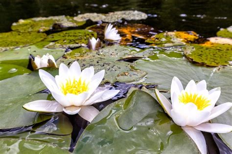 Premium Photo | Water lilies in a pond