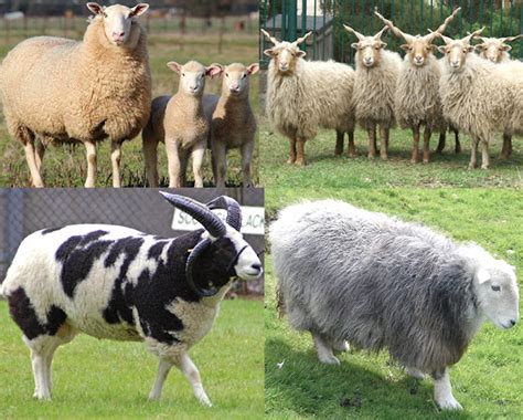 Sheep Breeds: List Of Some Popular Breeds