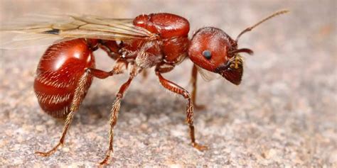 Termites vs. Harvester Ants: Learn the Difference Between These Insects