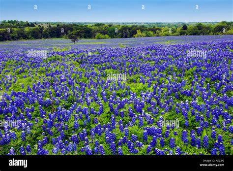 Texas bluebonnets in a field near Ennis Texas USA Stock Photo, Royalty ...