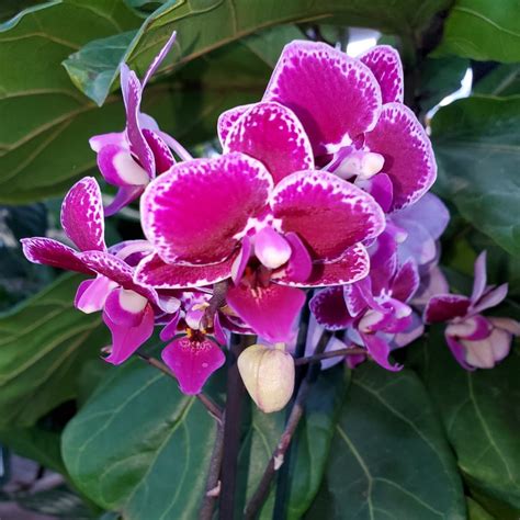 Jun 7 | Nashua Garden Club Invites the Public to Hear ’Bringing Tropical Plants Outside ...