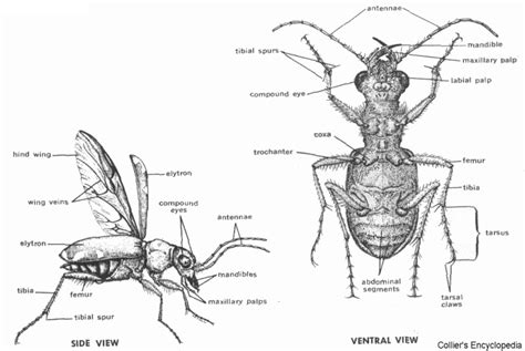 External Anatomy of a Beetle | Insect anatomy, Anatomy sketches, Anatomy