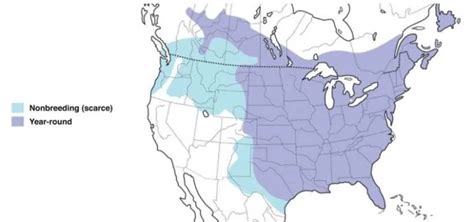 blue jay range map - Bird Watching HQ