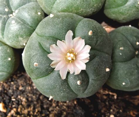 Peyote: Basic Info | Lophophora williamsii | Psycheplants | ICEERS