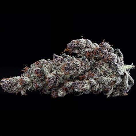 Tropicana Cookies — Focus North Garden