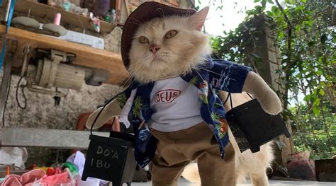 Indonesian man finds calling in cat fashion makeovers | Trending News ...