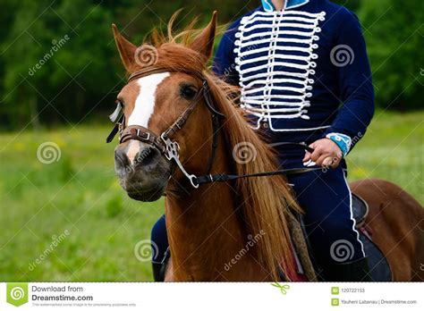 Cavalryman on horseback stock image. Image of armed - 120722153