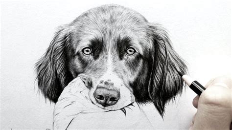 How to draw realistic fur - dog ears[Real time] | Leontine van vliet - YouTube