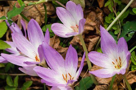 Autumn Crocus: A Touch of Spring in Fall // Missouri Environment and ...