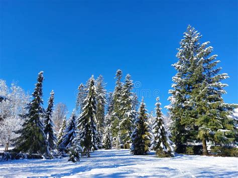 Frozen Trees in Winter Park Under White Snow. Maribor. Slovenia Stock ...