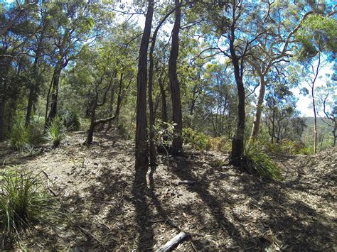 Eastern Australian Temperate Forests | One Earth