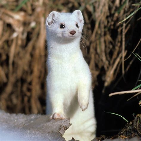 Top 120 + Animals that turn white in winter - Lifewithvernonhoward.com