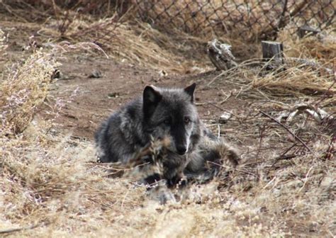 How wolf reintroduction is going so far in Colorado - The Colorado Sun