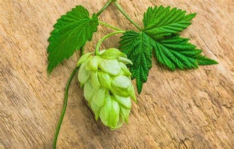 Amarillo Hops Guide: Everything You Need to Know - Beertannica