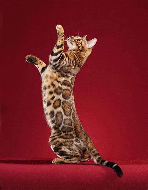 BENGAL CAT at The Great Cat in History, Art and Literature