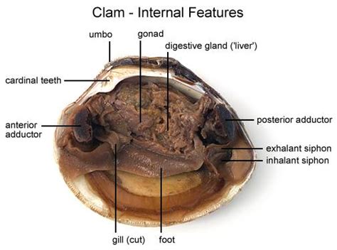 Clam Dissection - BIOLOGY JUNCTION