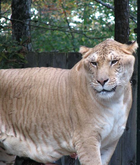 Liger | Yes, that's right. Liger. The Guiness World Record H… | Flickr